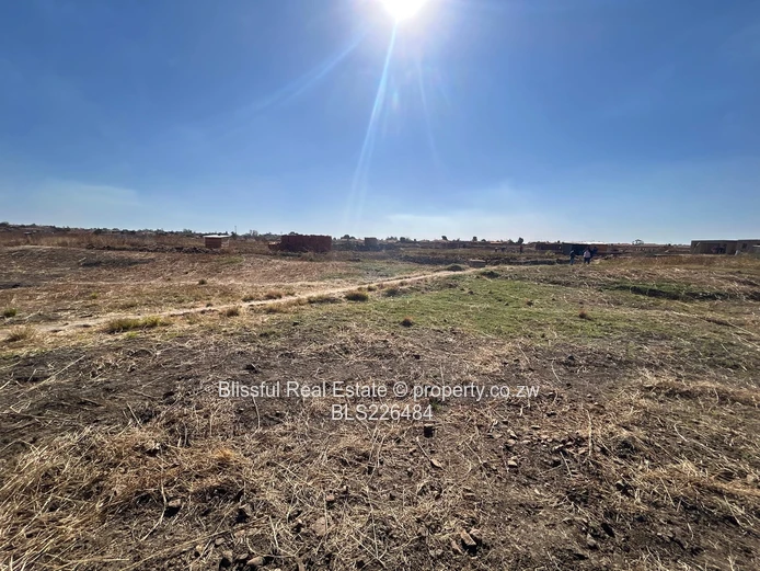 Glaudina stand for sale