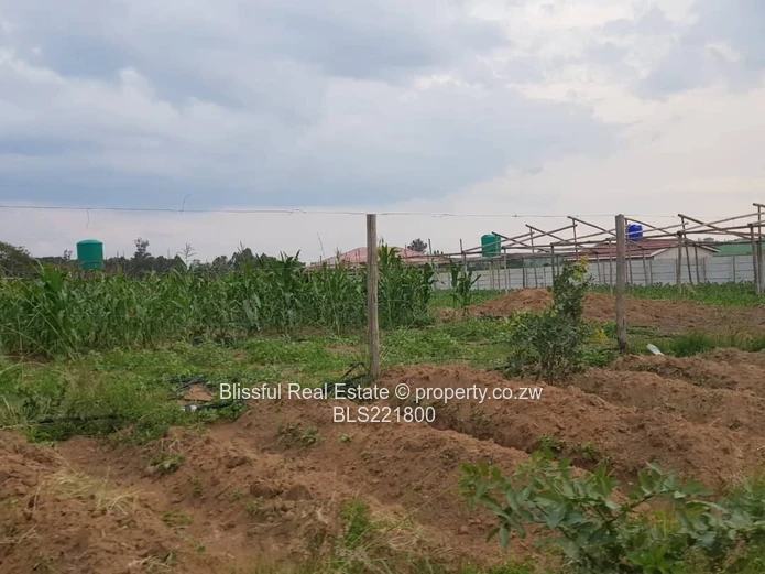 Ruwa Greenskye stand for sale