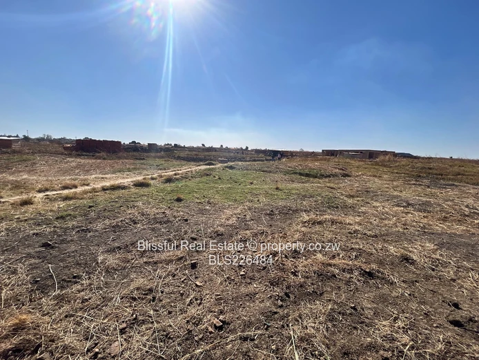 Glaudina stand for sale