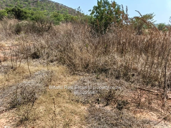 Carrick creigh stand for sale