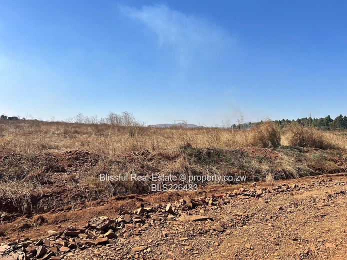 Glaudina stands for sale