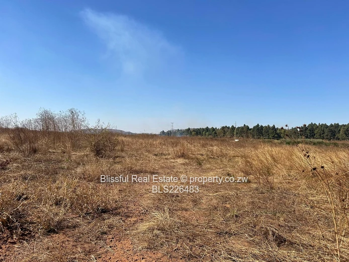 Glaudina stands for sale