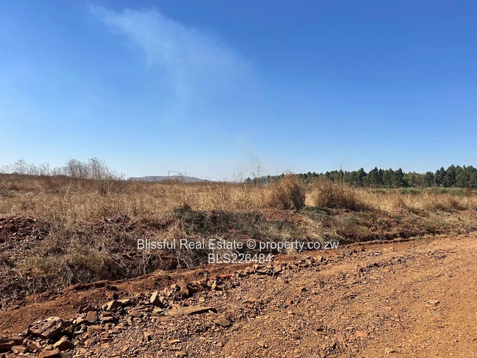 Glaudina stand for sale