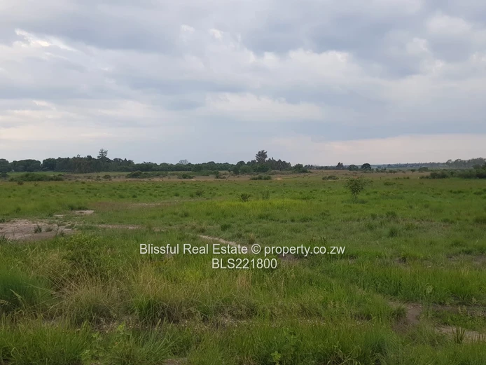 Ruwa Greenskye stand for sale